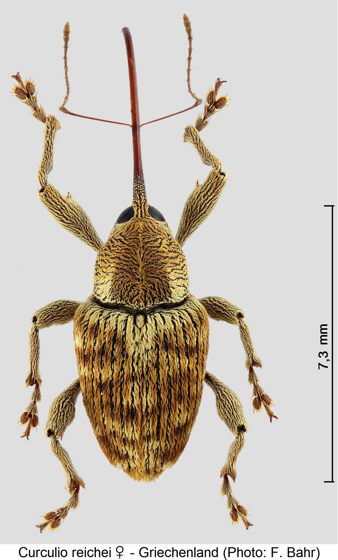 curculio_reichei_w_hab.jpg