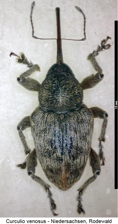 curculio_venosus_hab.jpg
