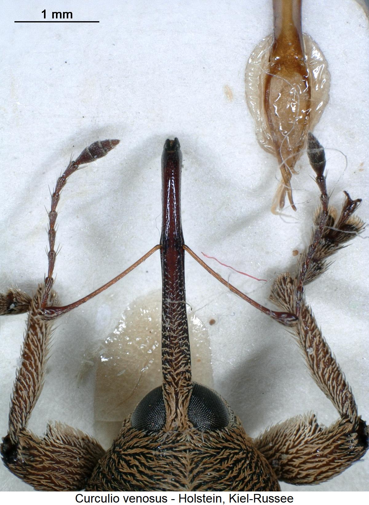 curculio_venosus_k.jpg