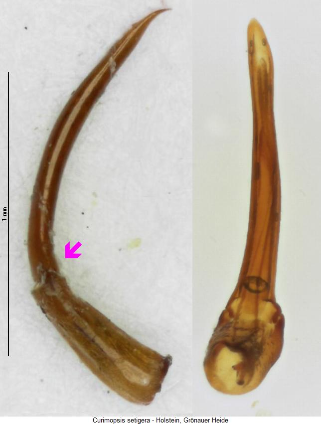 curimopsis_setigera2.jpg