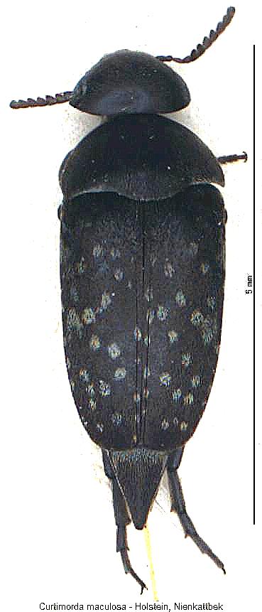 curtimorda_maculosa_hab.jpg