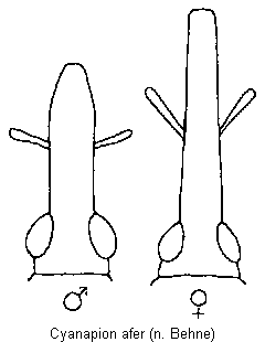 cyanapion_afer_k.gif