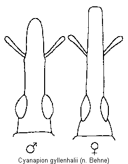 cyanapion_gyllenhalii_k.gif
