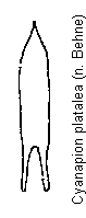 cyanapion_platalea.gif