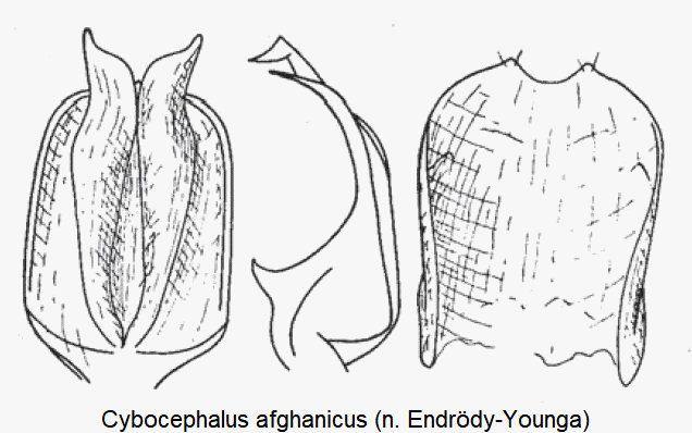 cybocephalus_afghanicus.gif