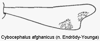 cybocephalus_afghanicus_vschn.gif