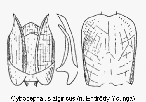 cybocephalus_algiricus.gif