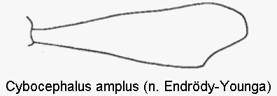 cybocephalus_amplus_vschn.gif