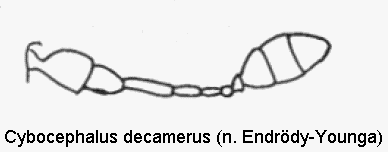 cybocephalus_decamerus_f.gif