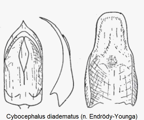 cybocephalus_diadematus.gif