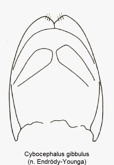 cybocephalus_gibbulus_pm.gif