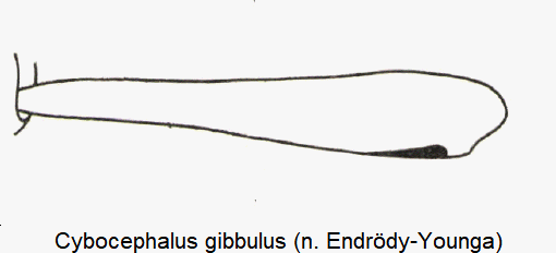 cybocephalus_gibbulus_vschn.gif