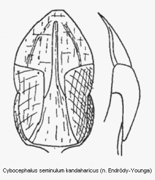 cybocephalus_kandaharicus.gif