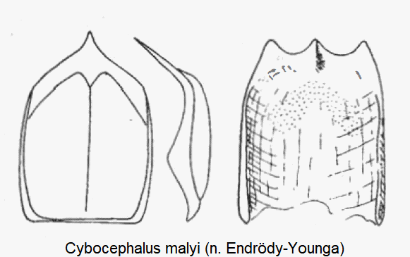 cybocephalus_malyi.gif