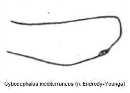 cybocephalus_mediterraneus_vschn.jpg