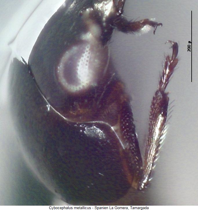 cybocephalus_metallicus_vschn.jpg