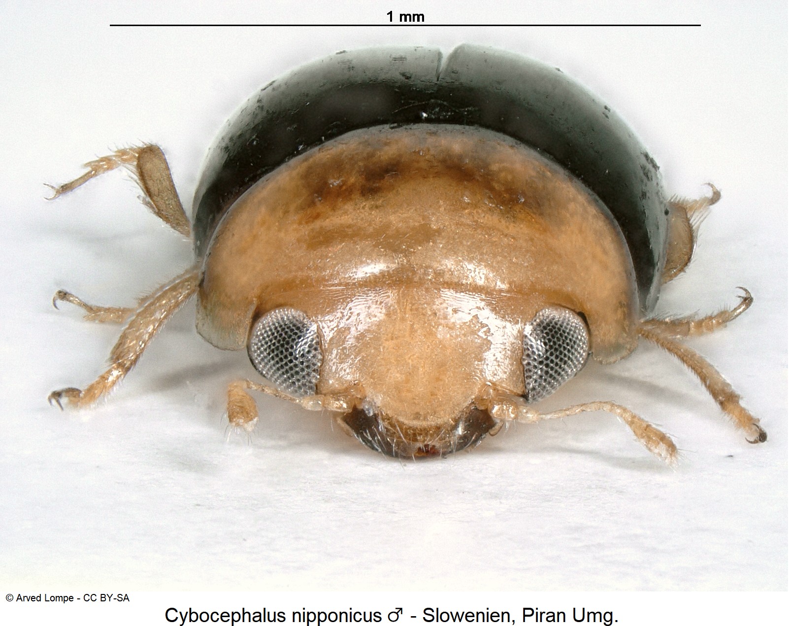 cybocephalus_nipponicus_m_ck37255699_front.jpg