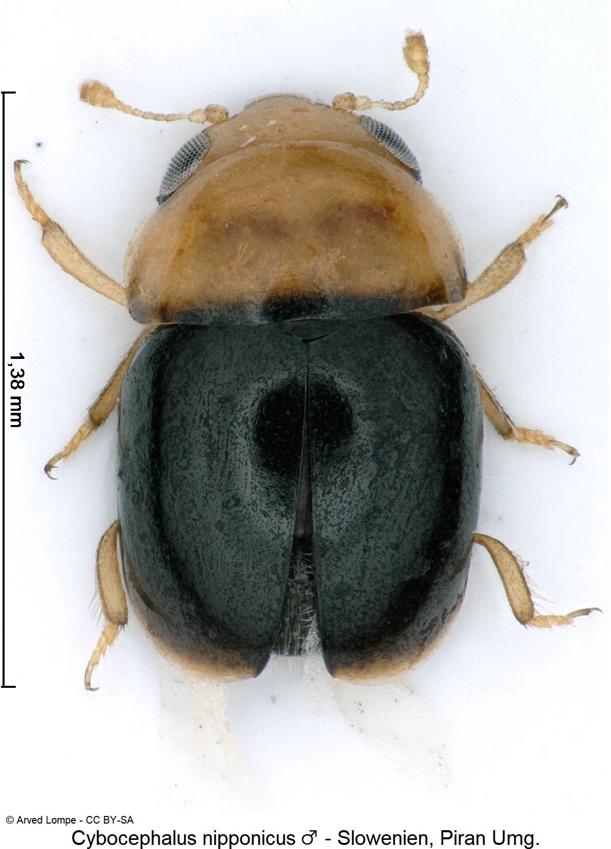 cybocephalus_nipponicus_m_ck37255699_hab.jpg