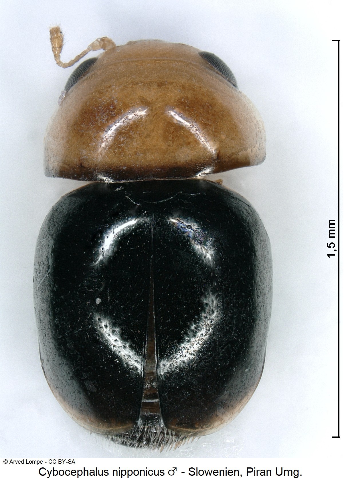 cybocephalus_nipponicus_m_hab.jpg