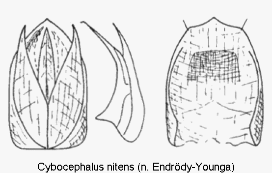 cybocephalus_nitens.gif