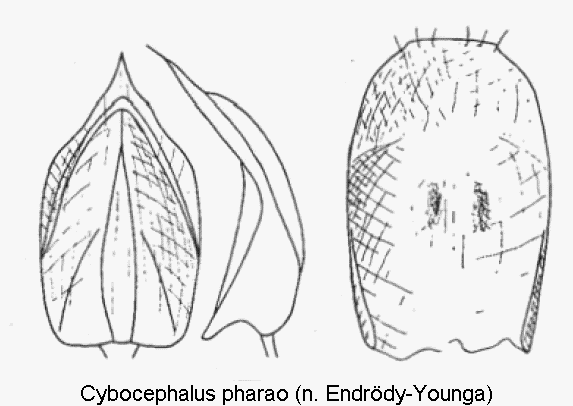 cybocephalus_pharao.gif