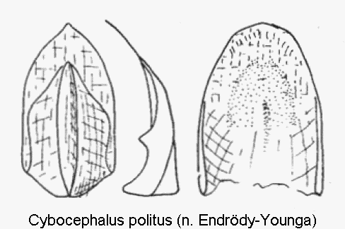 cybocephalus_politus.gif