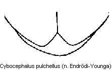 cybocephalus_pulchellus_fldspitze.gif