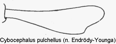 cybocephalus_pulchellus_vschn.gif