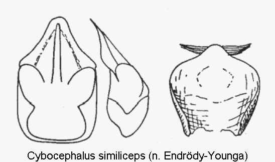 cybocephalus_similiceps.gif