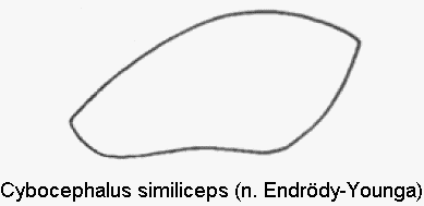 cybocephalus_similiceps_fld.gif