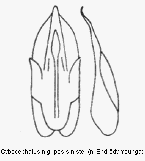 cybocephalus_sinister.gif