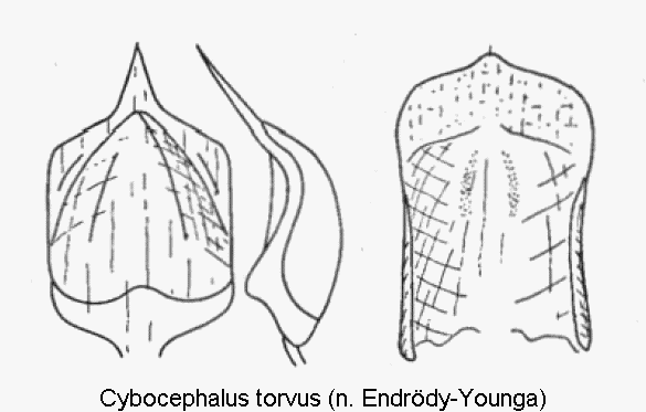 cybocephalus_torvus.gif