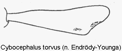 cybocephalus_torvus_vschn.gif