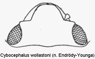 cybocephalus_wollastoni_k.gif
