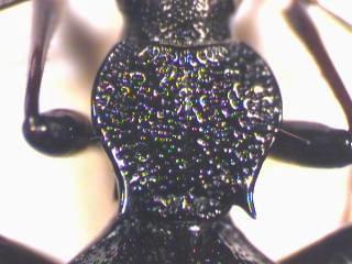 cychrus_spinicollis_hsch.jpg