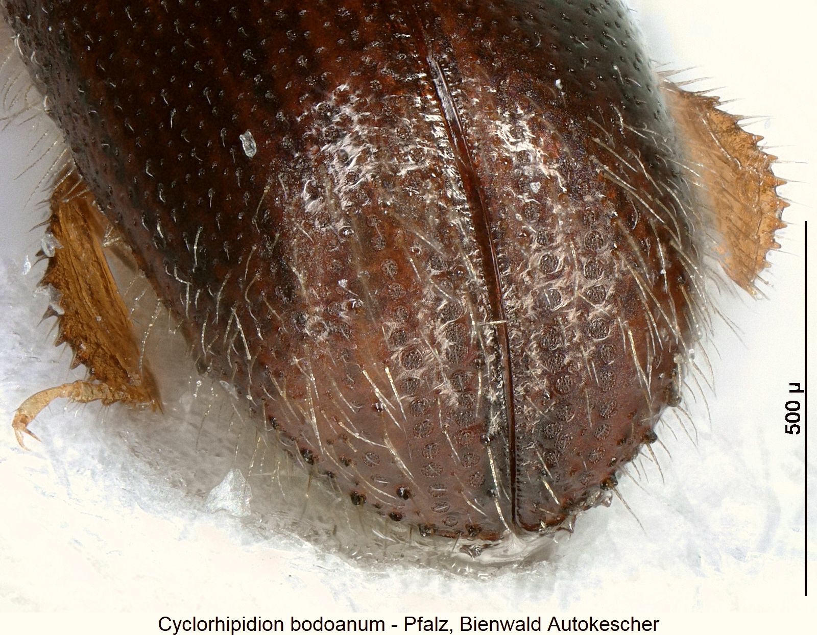 cyclorhipidion_bodoanum_hlb1.jpg