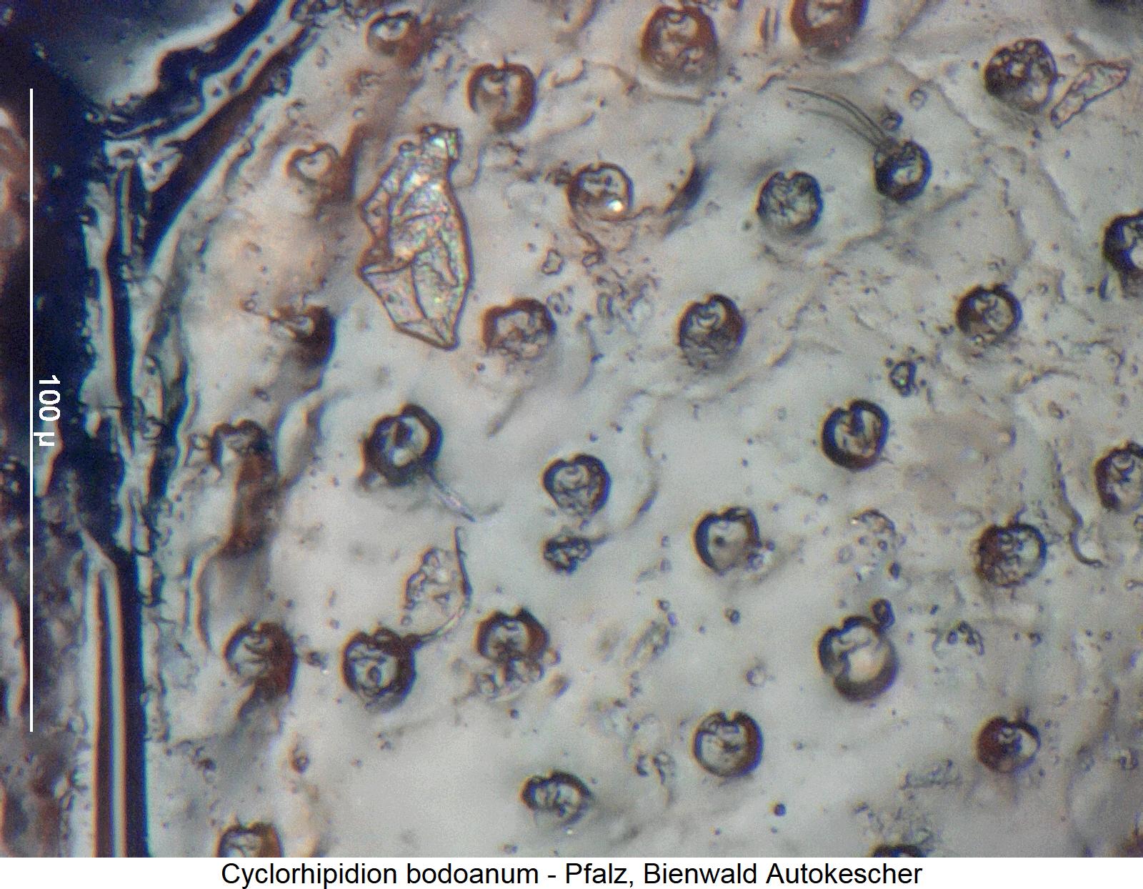 cyclorhipidion_bodoanum_int1.jpg