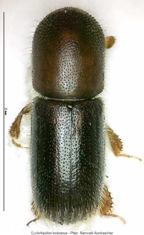 cyclorhipidion_bodoanus_hab2.jpg