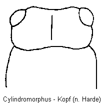 cylindromorphus_k.gif