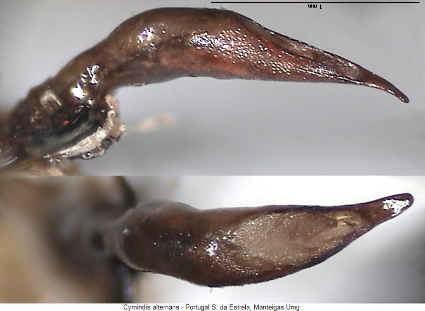 cymindis_alternans.jpg