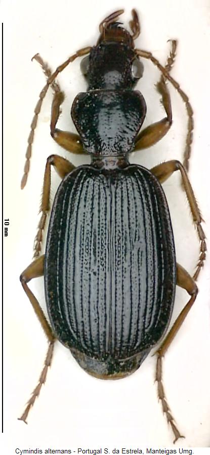 cymindis_alternans_hab.jpg