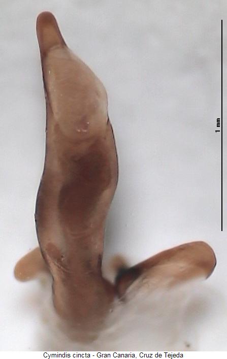cymindis_cincta.jpg