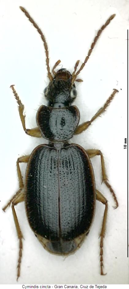 cymindis_cincta_hab.jpg