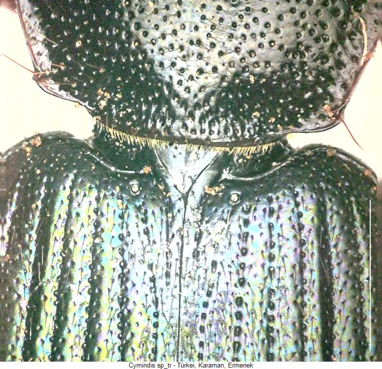 cymindis_dostojewskii_fld.jpg