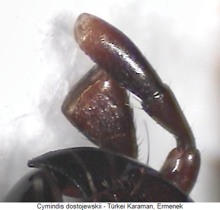 cymindis_dostojewskii_ts.jpg