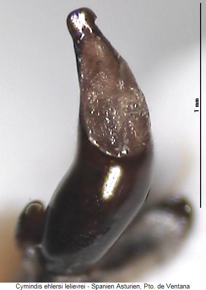 cymindis_ehlersi.jpg