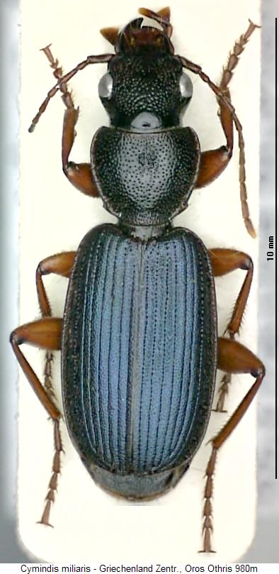 cymindis_miliaris_hab.jpg