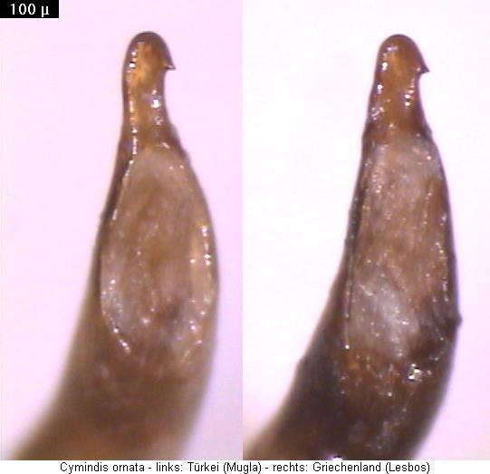 cymindis_ornata.jpg