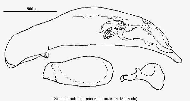 cymindis_pseudosuturalis1.gif