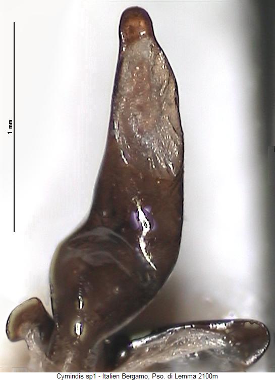 cymindis_sp1.jpg